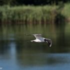 Möven beim abendflug überm ökosee