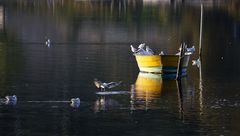 Möven besetzen ein Ruderboot