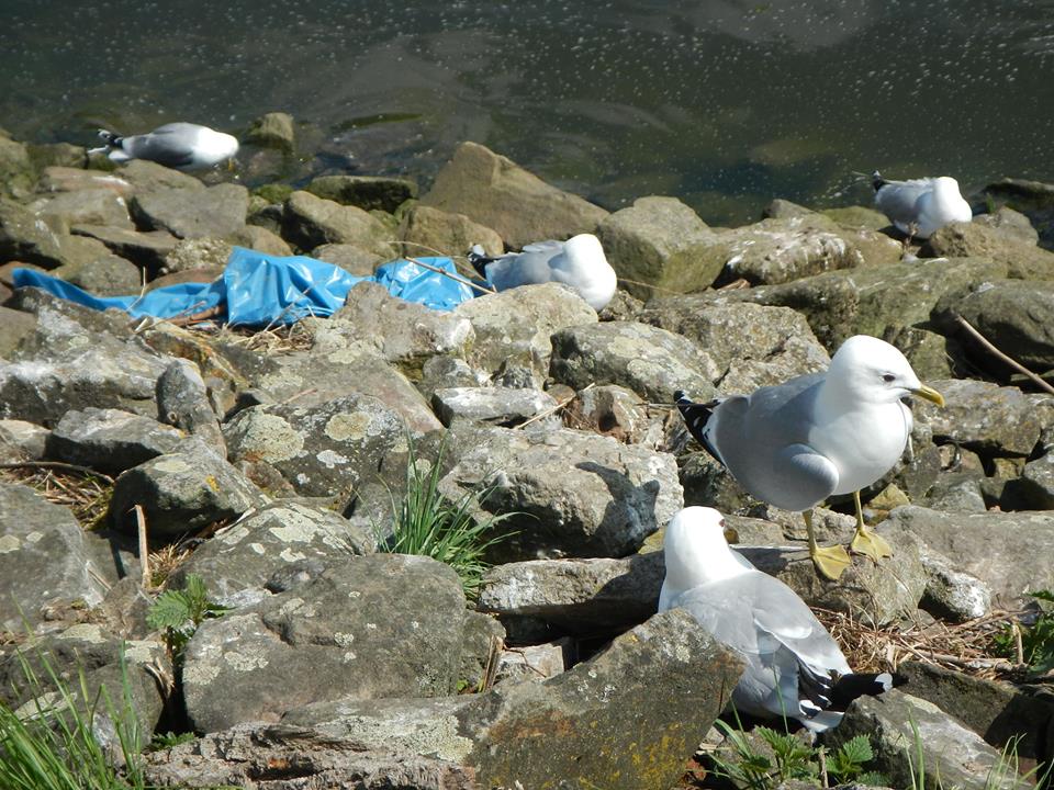 möven brüten im Plastikmüll an der Weser