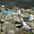 möven brüten im Plastikmüll an der Weser