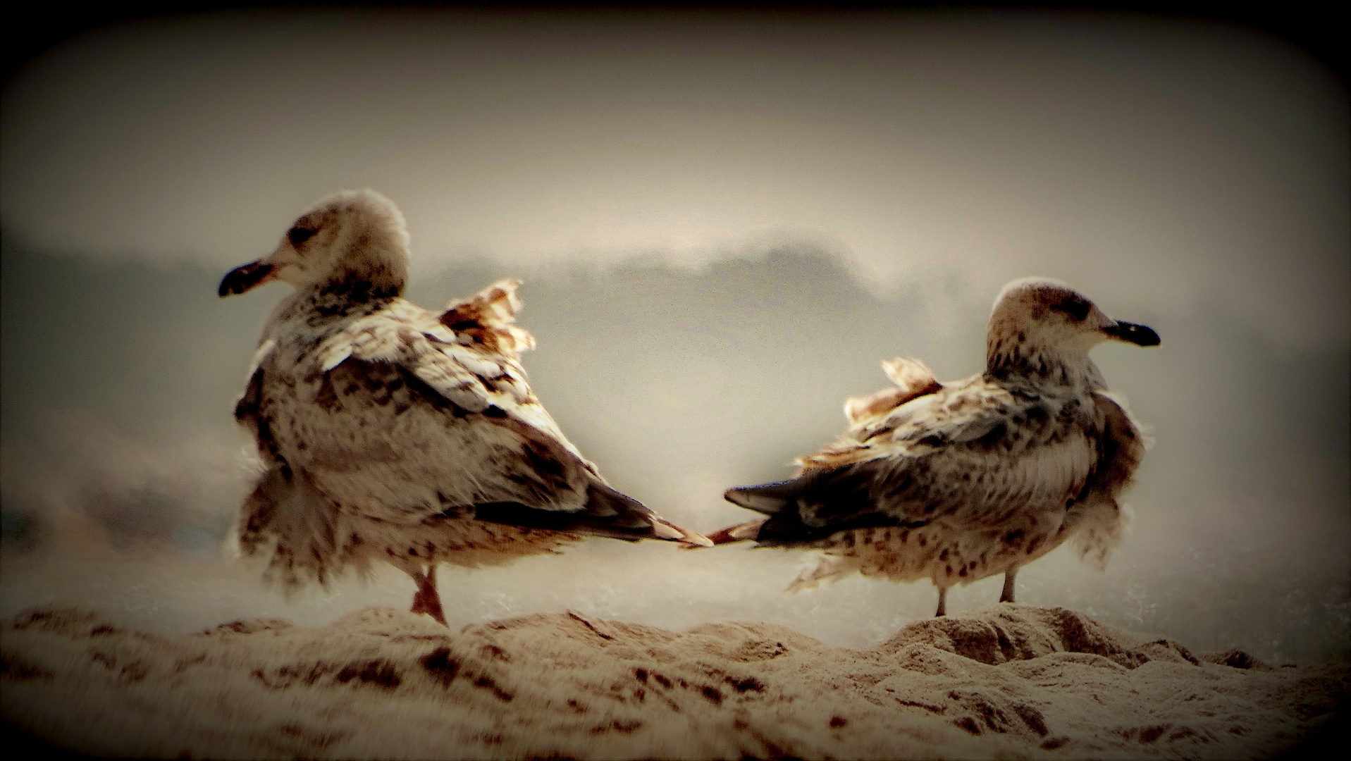 Möven Foto & Bild | europe, tiere, wildlife Bilder auf fotocommunity