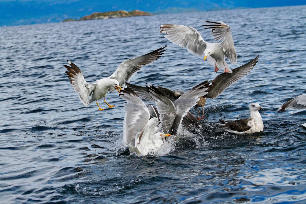 möven füttern 1 Foto & Bild | anfängerecke - nachgefragt, nachgefragt