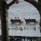 Möven genießen das Hochwasser am Main