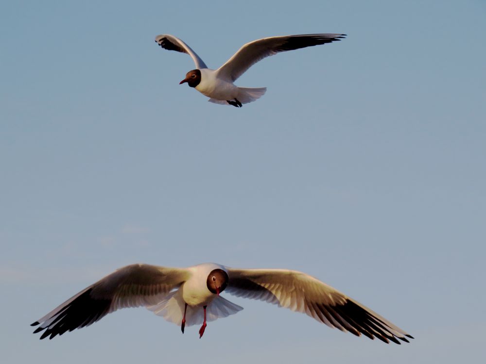 Möven im Flug