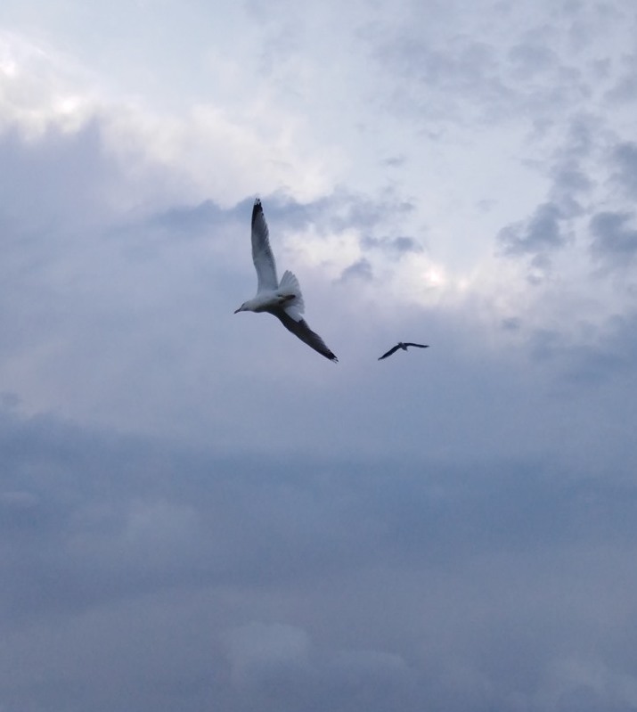 möven im Flug