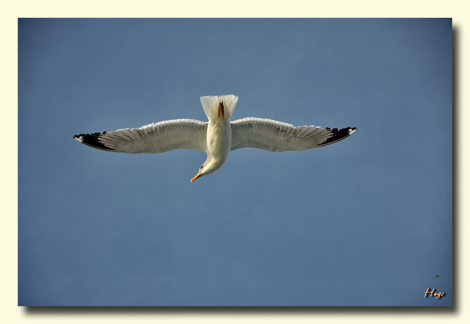 Möven im Gleitflug