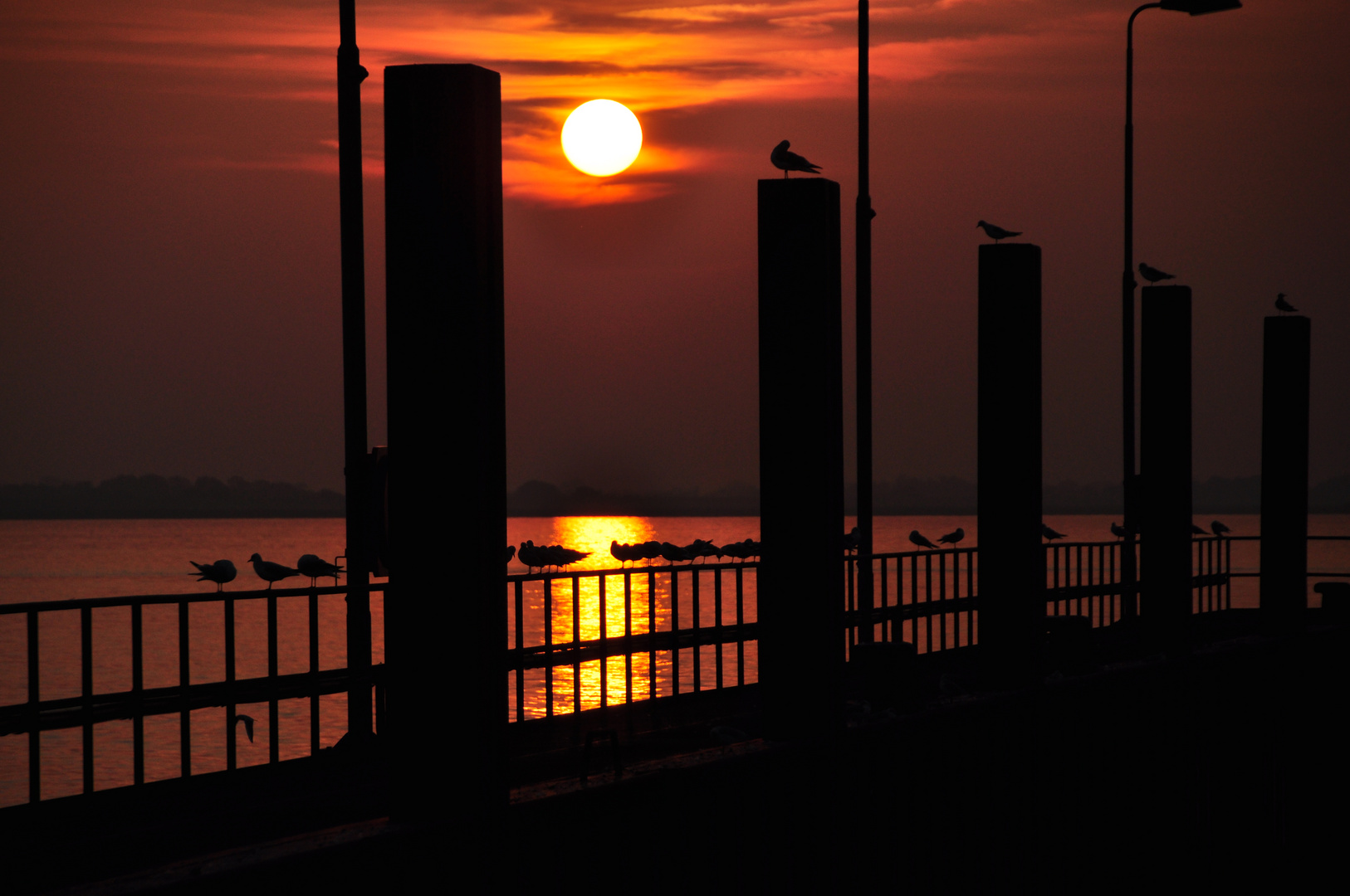 Möven im Sonnenuntergang