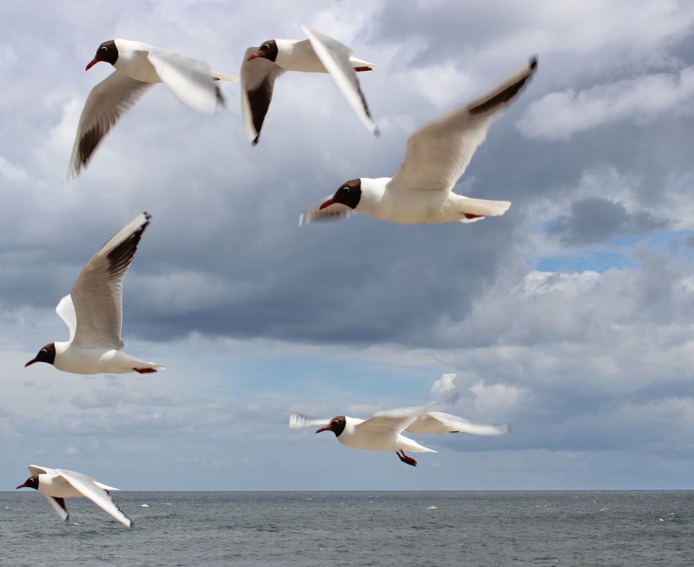Möven im Wind Foto & Bild | vögel, wildlife, möven Bilder auf fotocommunity