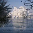 Möven in der Südsee?