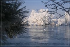 Möven in der Südsee?