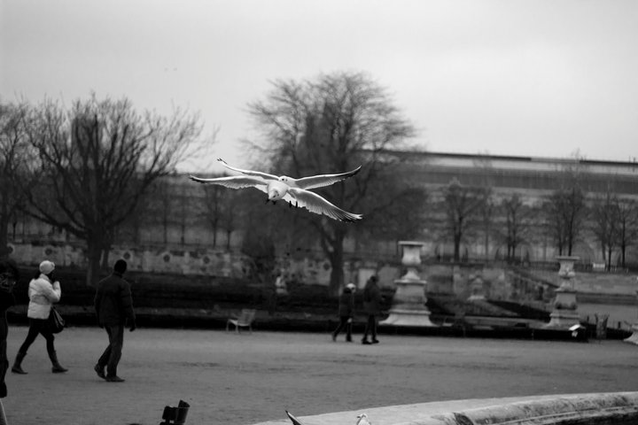 Möven in Paris Dec 2010