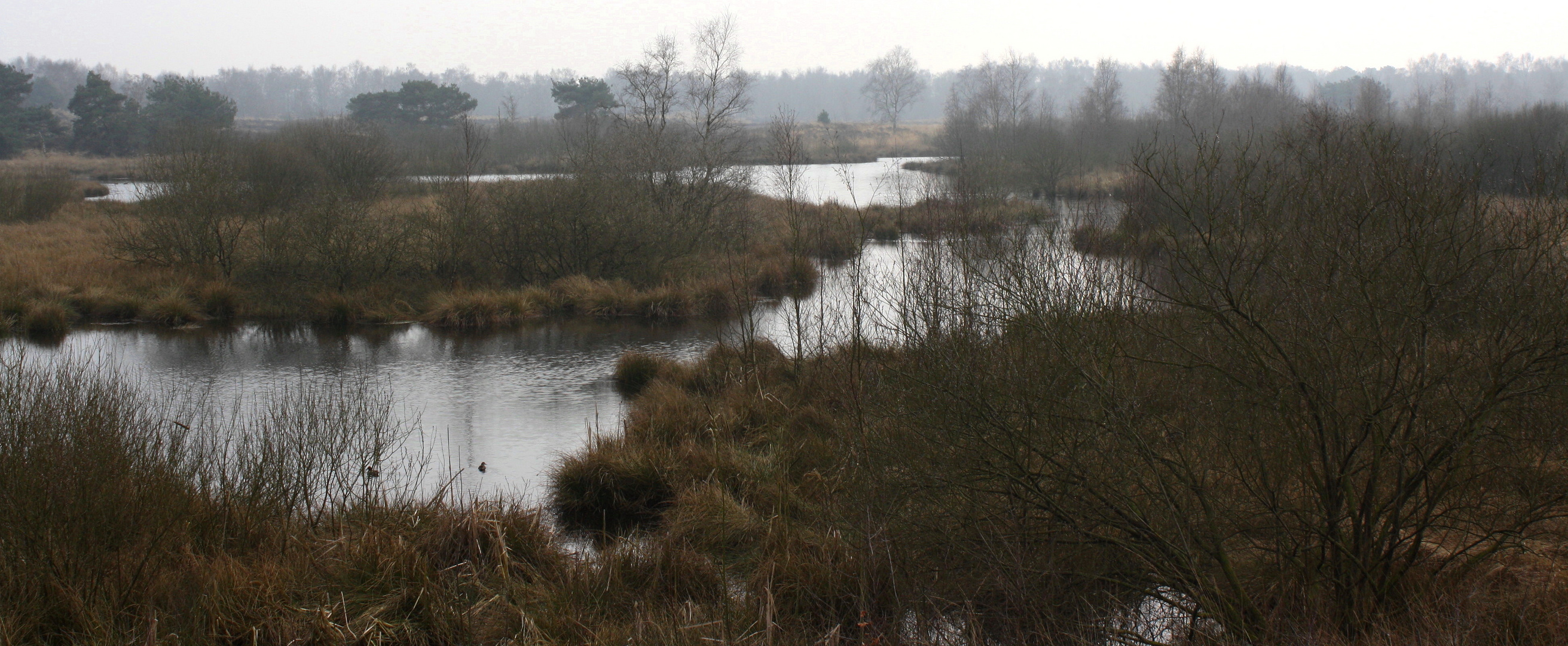 "Möven-Kolonie" in den Maasduinen-Noord (NL )