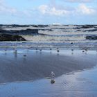 Möven schauen auf das Meer