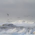 Möven über stürmischer See auf Sylt