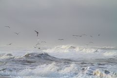 Möven über stürmischer See auf Sylt