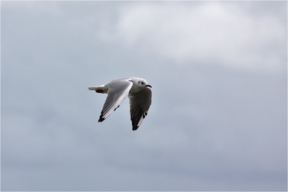 Möven VIII Foto & Bild | tiere, wildlife, wild lebende vögel Bilder auf