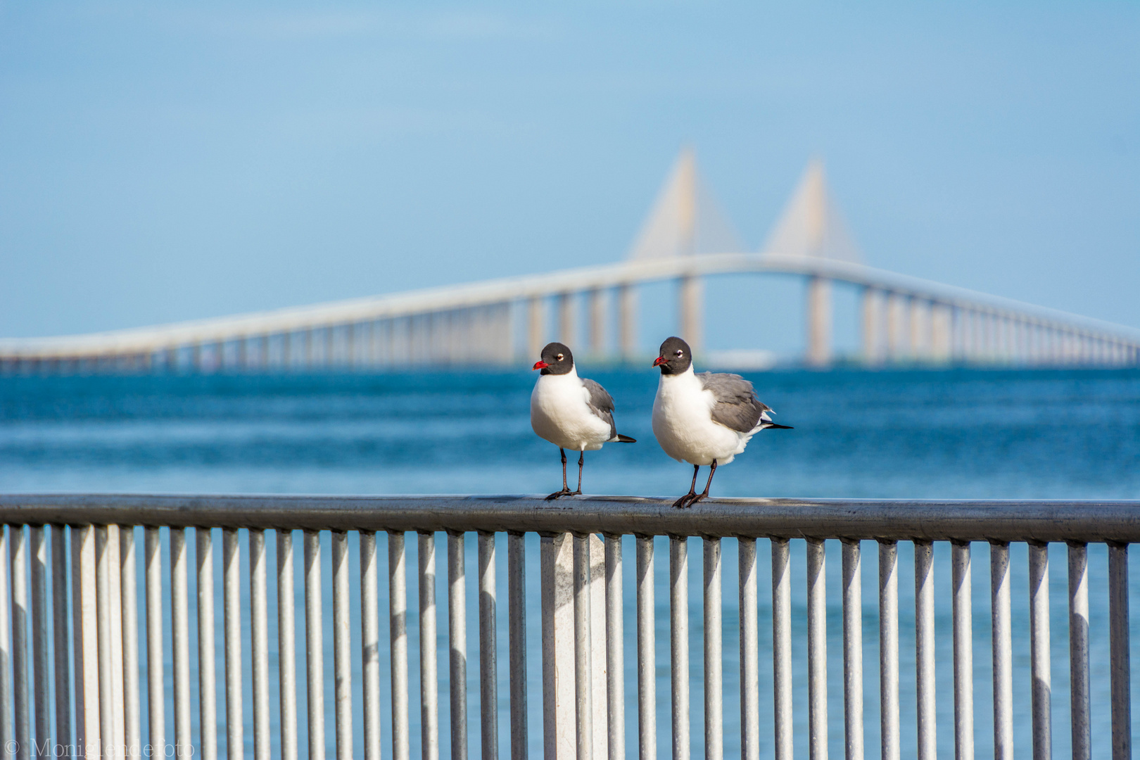 Möven vor der seven Mile Bridge