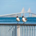 Möven vor der seven Mile Bridge