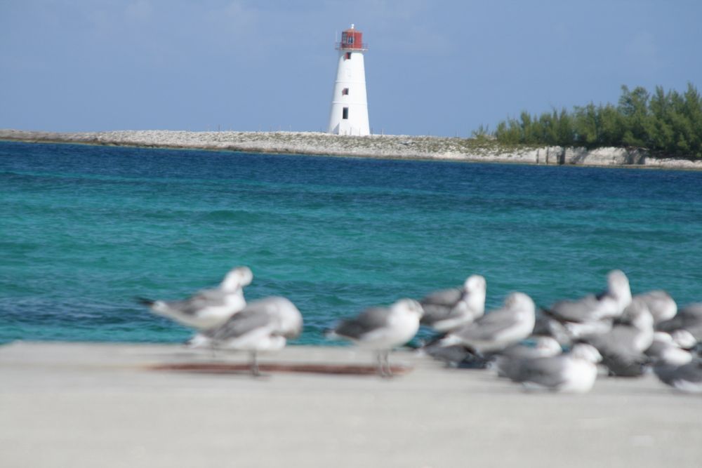 Möven vor Leuchtturm