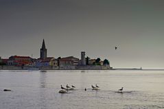 Möven vor Porec