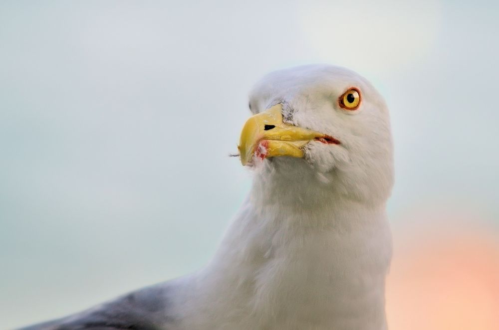 Mövenadler oder was?