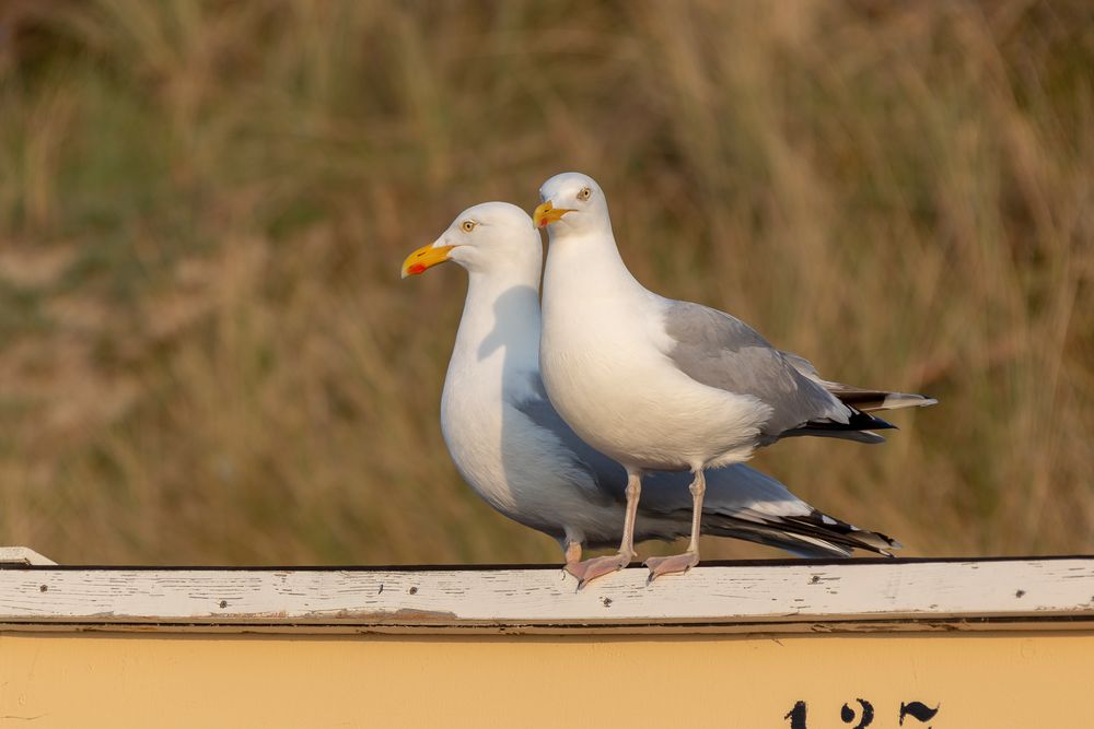 Mövenduo