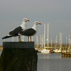 Mövenfreundschaft in Greetsiel