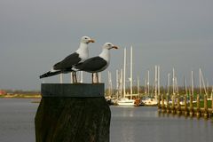 Mövenfreundschaft in Greetsiel