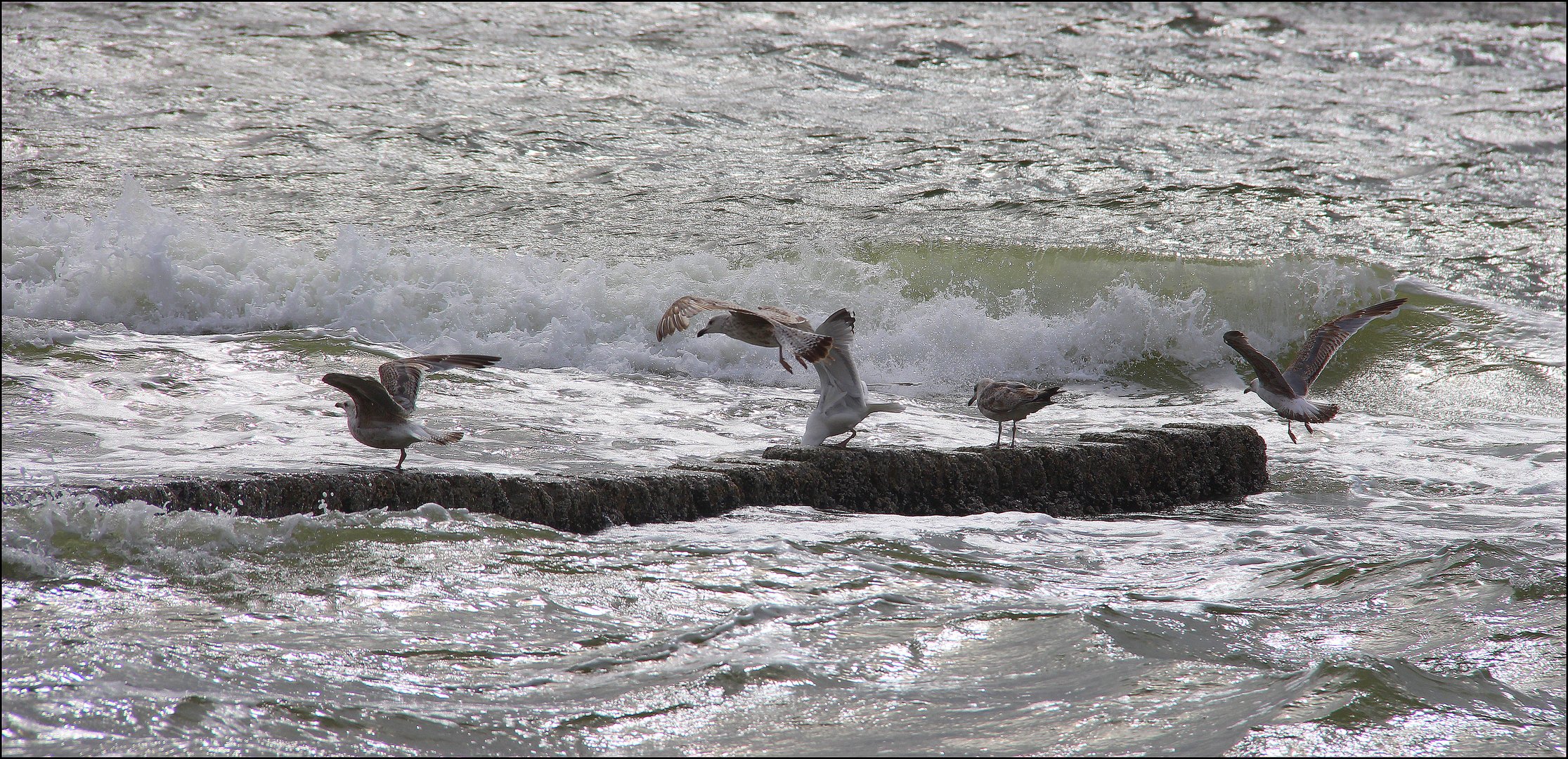 Mövengeschrei im Wind