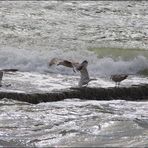 Mövengeschrei im Wind