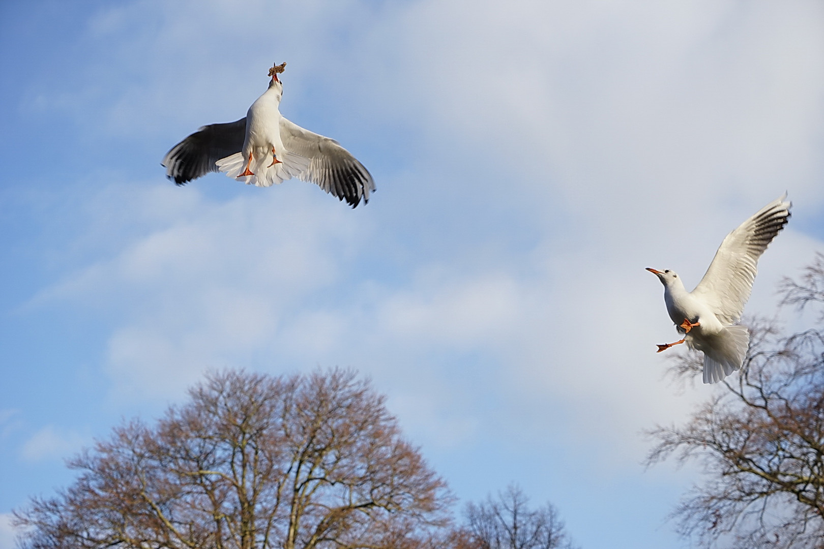 Mövenjagd