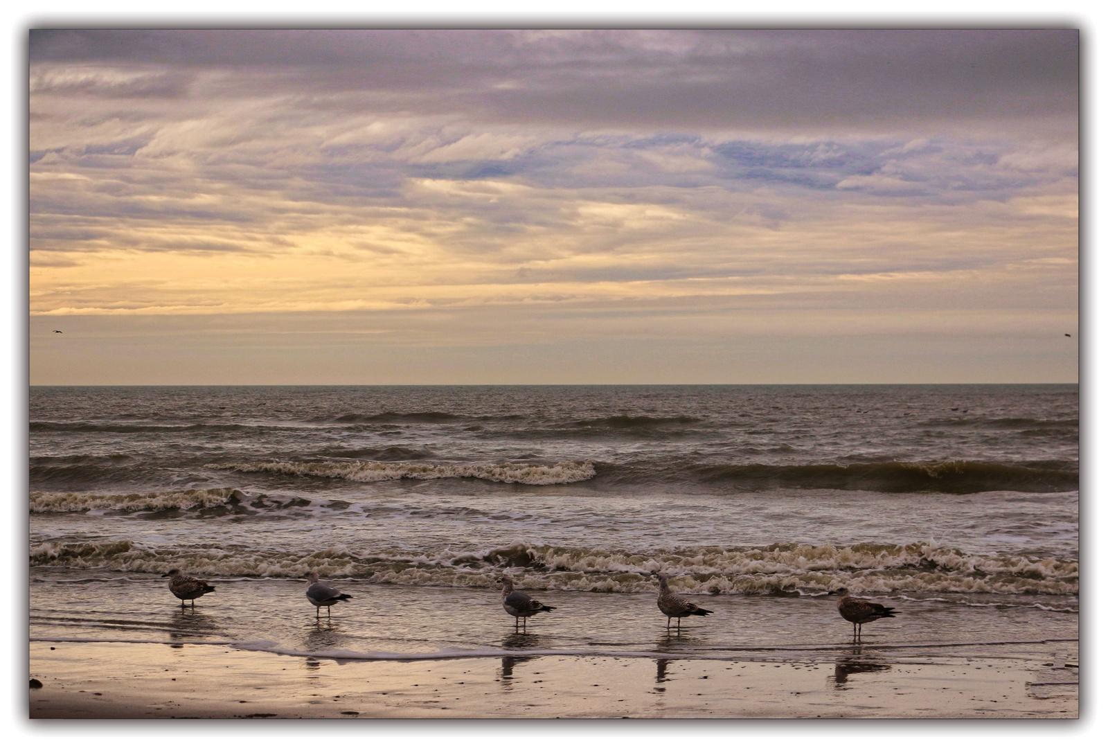 Mövenmarsch an der Nordsee