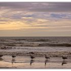 Mövenmarsch an der Nordsee