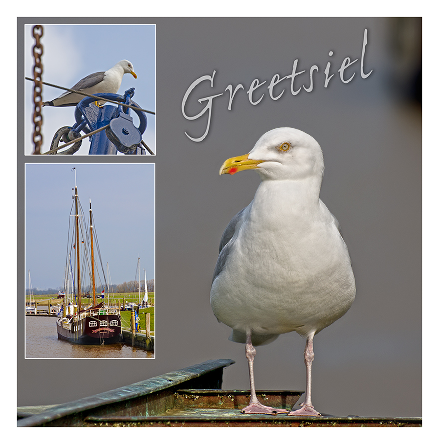 Mövenparadies Greetsiel