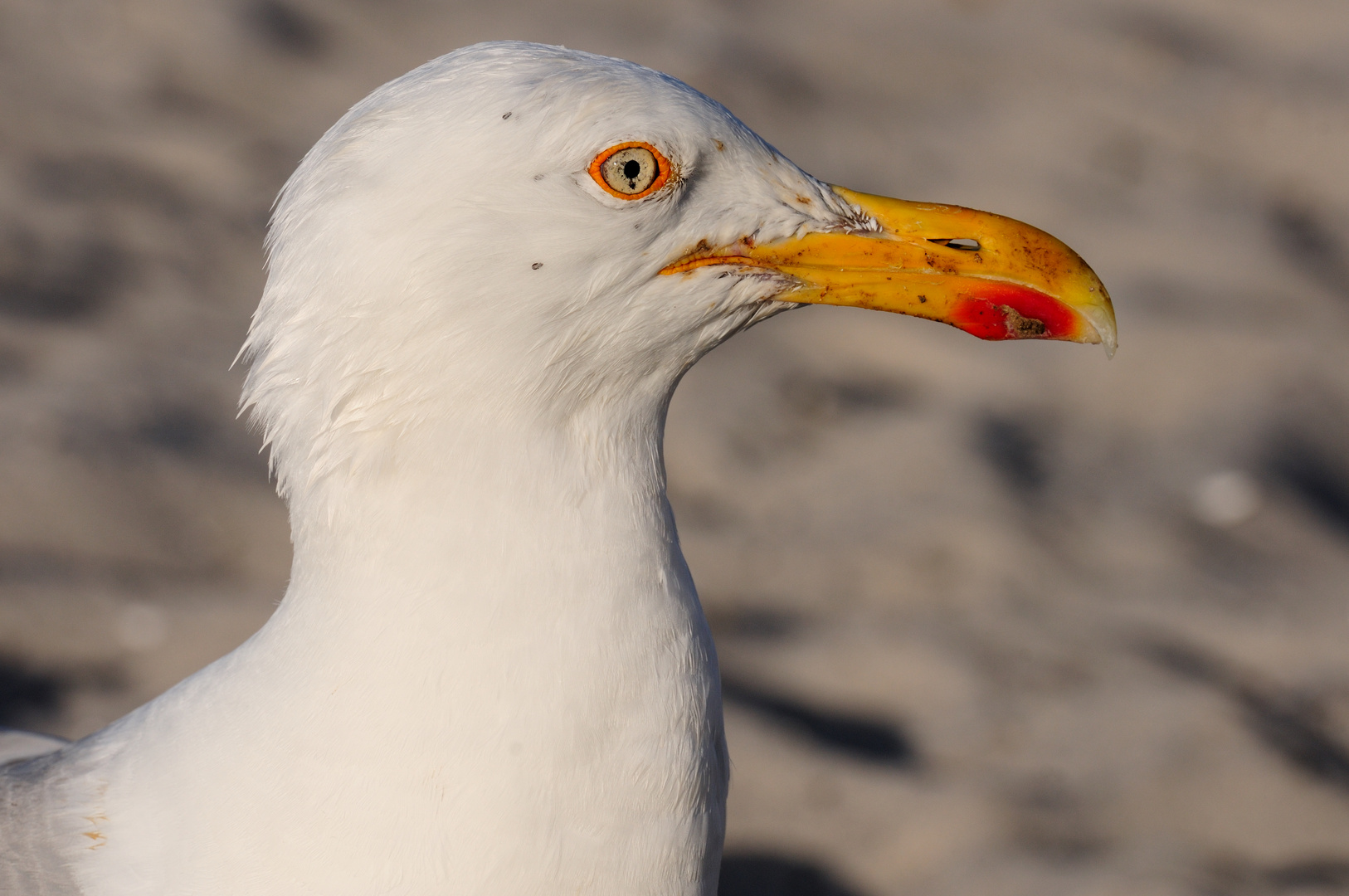 Mövenportrait