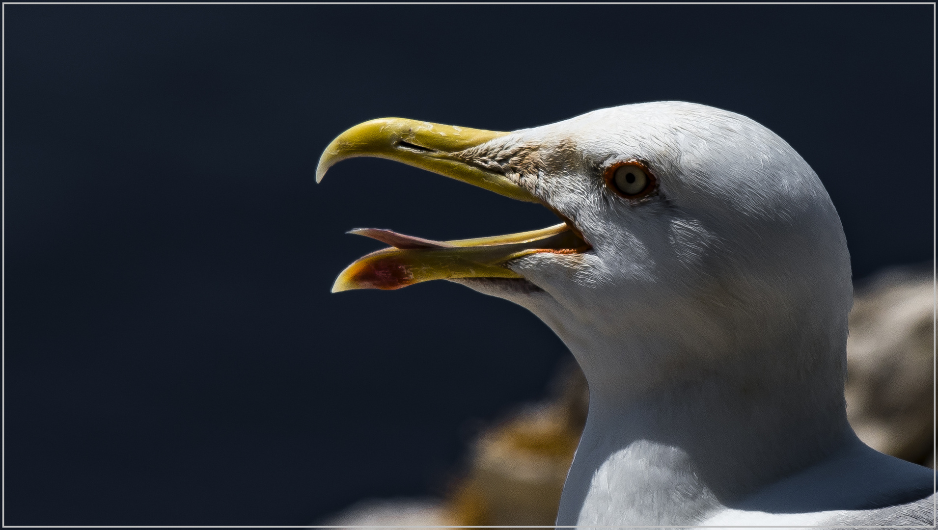 Mövenportrait