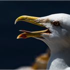 Mövenportrait