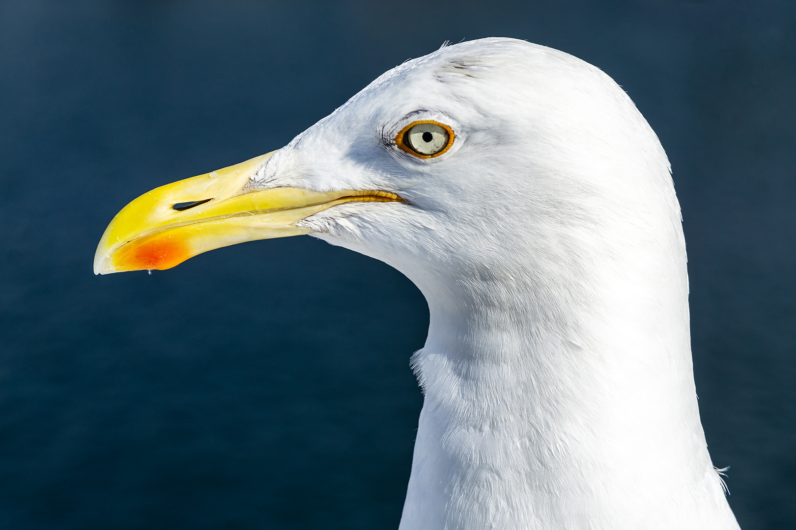 Mövenportrait ...