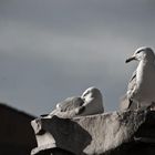 Möver auf alter Säule in Rom