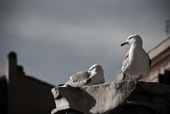 Möver auf alter Säule in Rom