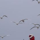 Möver im Sturm an der Nordsee