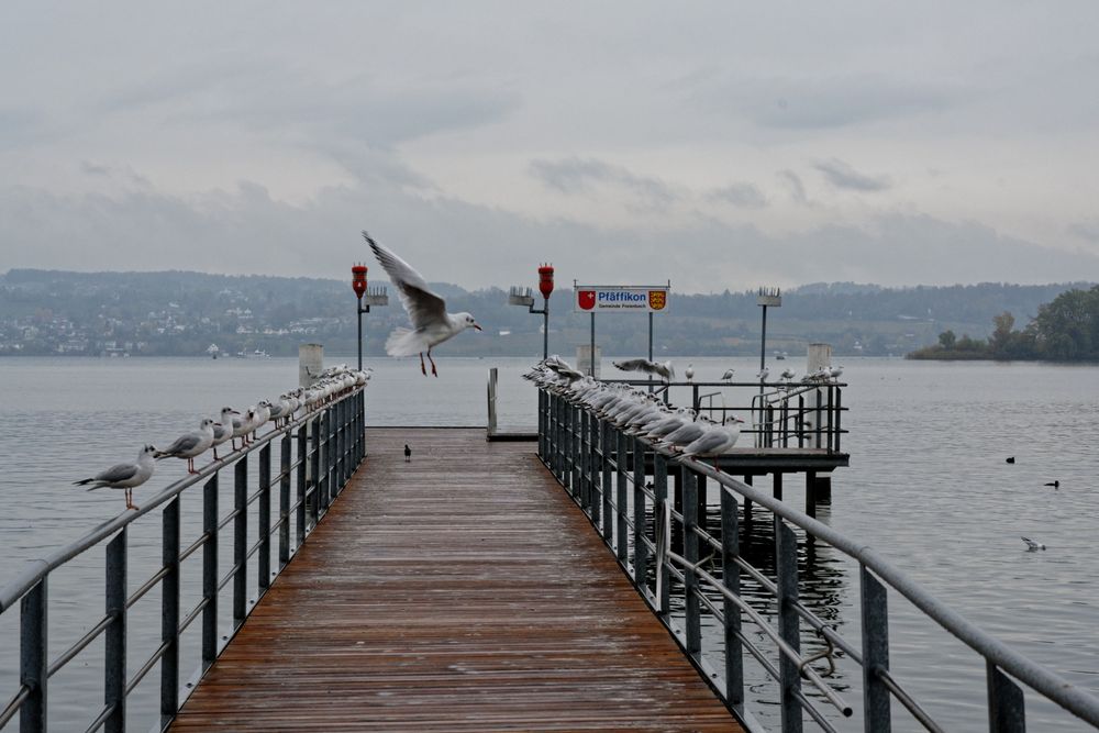 MöwAir arriving at Gate SZ on Zurich Sea Airport