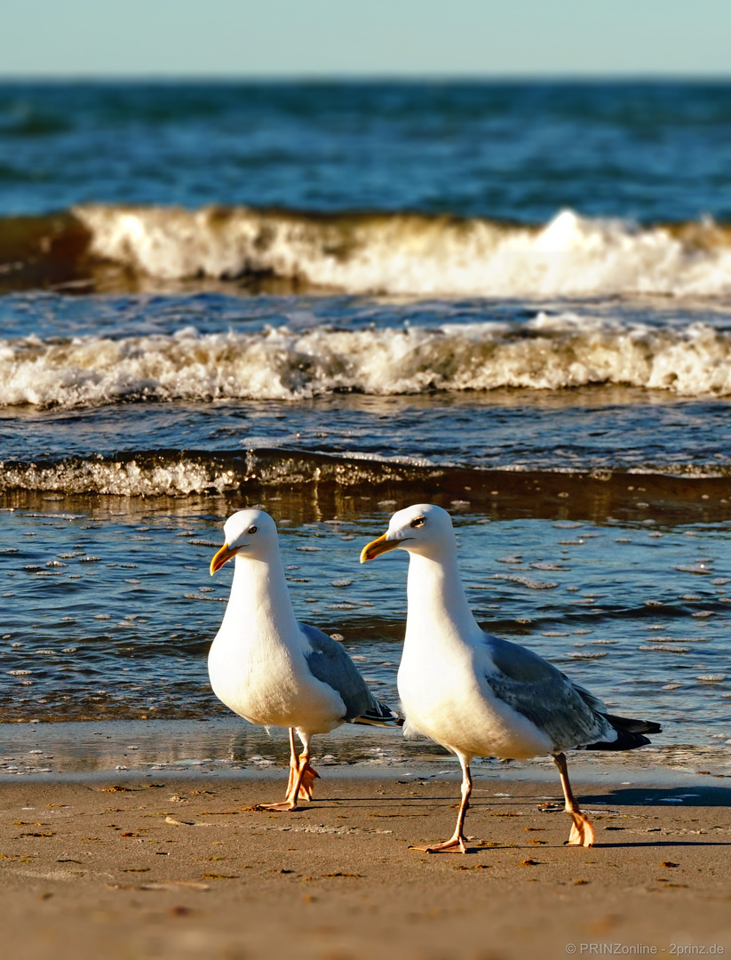 Möwalk an der Ostsee ...