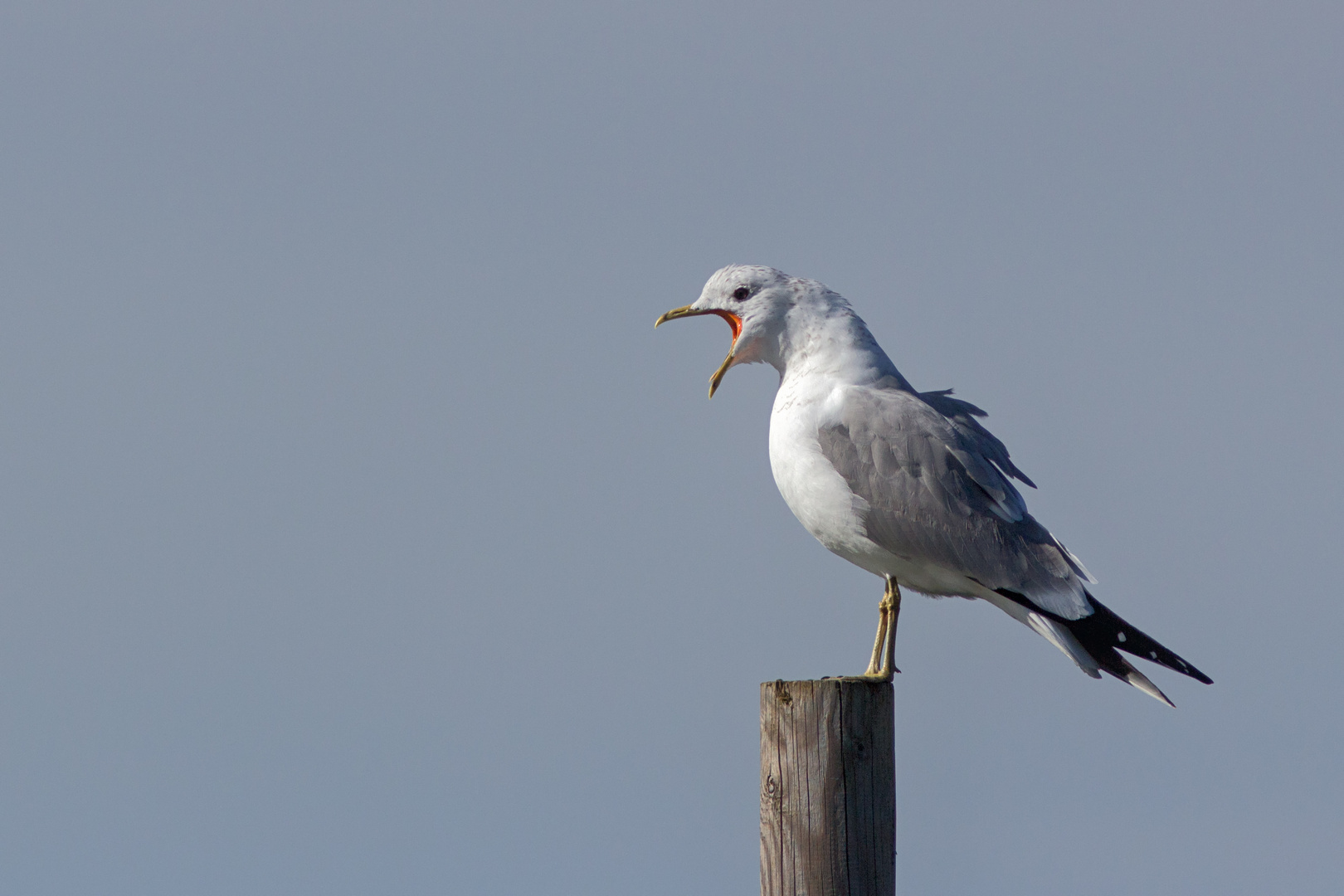 Möwe