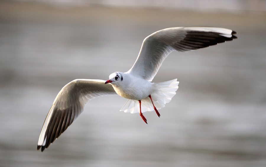 Möwe Foto & Bild | tiere, wildlife, wild lebende vögel Bilder auf
