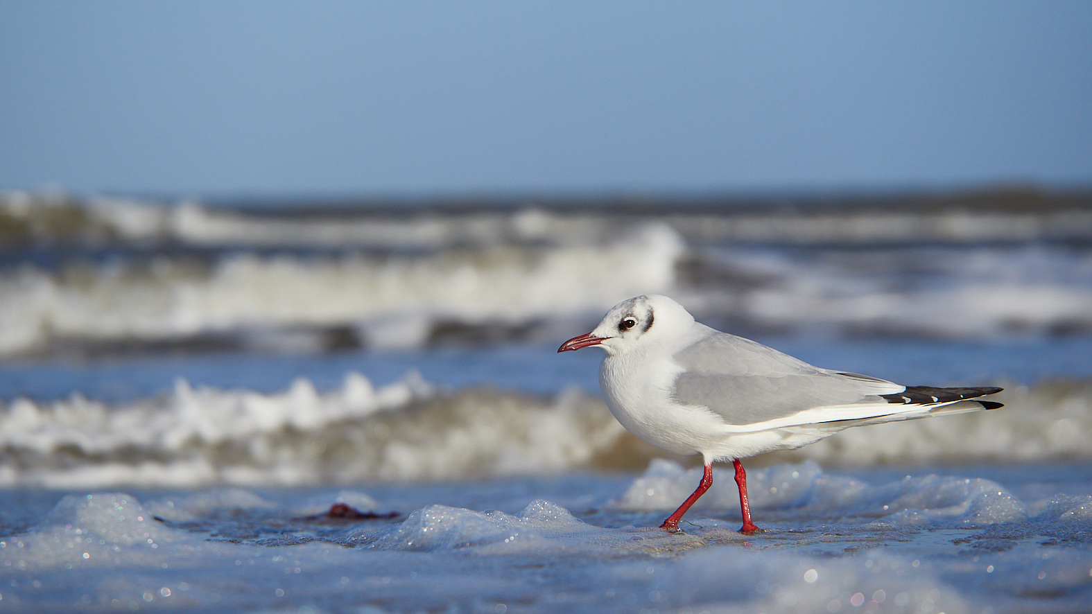 Möwe