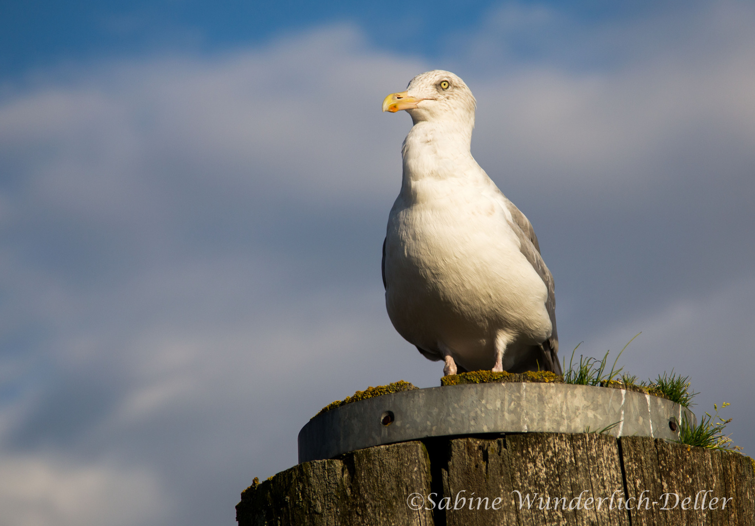 MÖWE