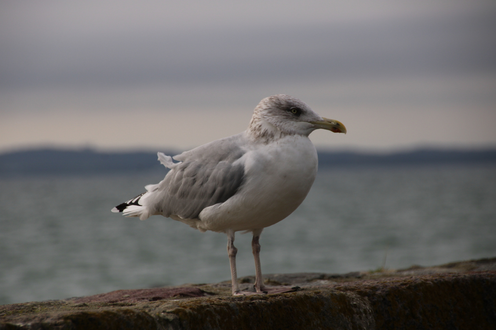 Möwe.... 