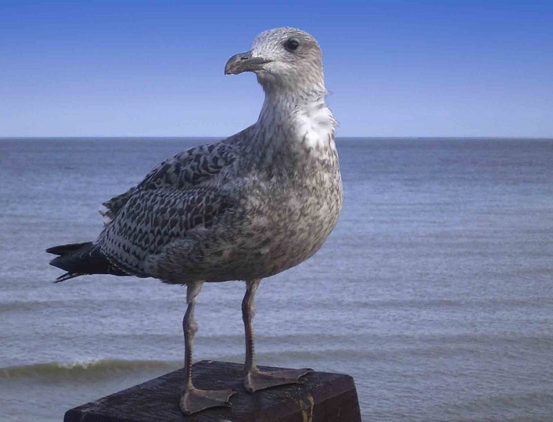 Möwe