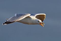 Möwe 1 / Helgoland